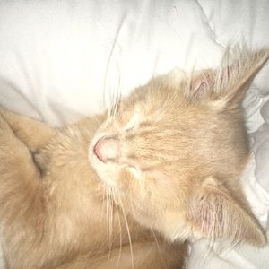 Meet your Posher, Chloë